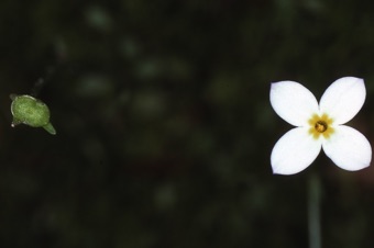 Houstonia caerulea